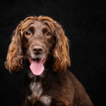 photograph portrait spaniel dog in hampshire photography studio