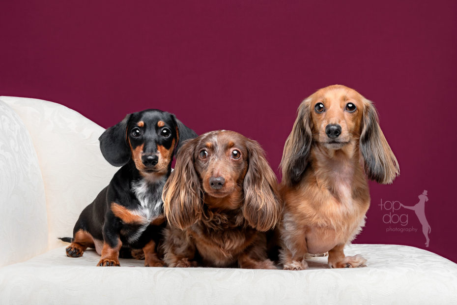 miniature dachshunds on a chaise in the top dog studio in southampton